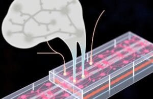 Brain-on-a-Chip Tech: Unlocking AI’s Human Future A close-up schematic of a brain-on-a-chip device showing interconnected microfluidic channels with neuron cultures.